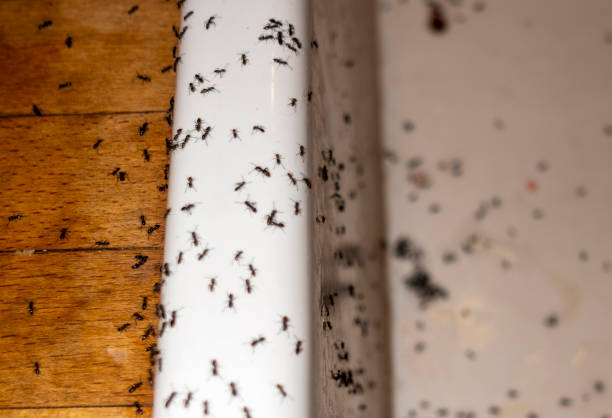Best Pest Prevention Services  in Soquel, CA