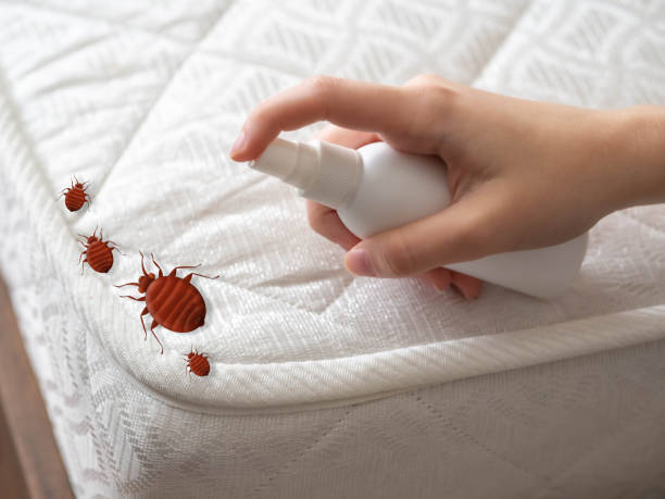 Best Local Pest Control Services  in Soquel, CA