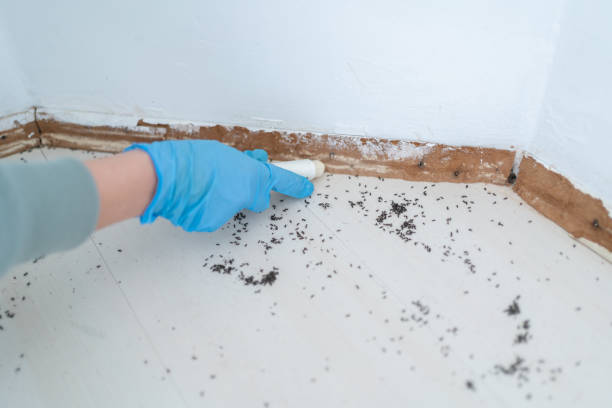 Best Affordable Pest Control Services  in Soquel, CA